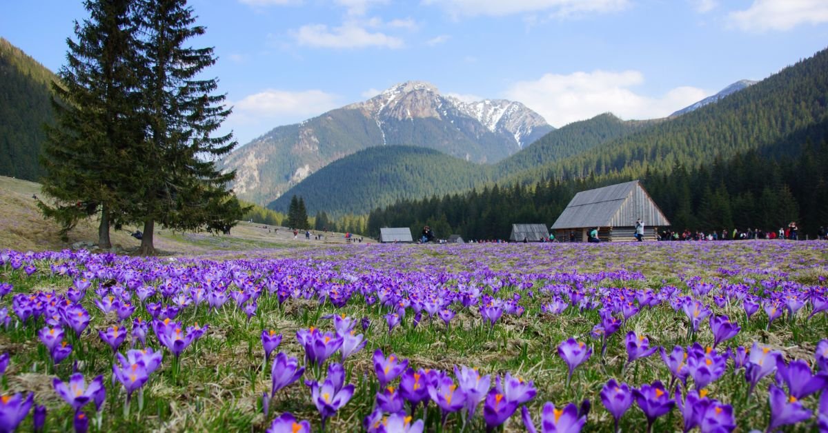 Krokusy w Tatrach: Dolina Chochołowska i Pięciu Stawów